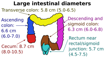 Diameters of the large intestine.svg