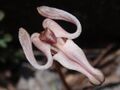 Dicentra uniflora.jpg