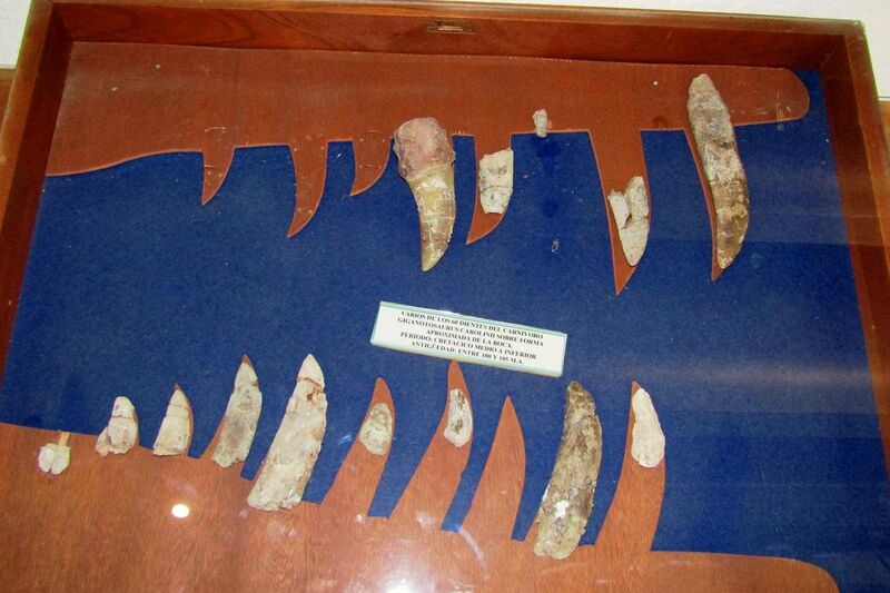 File:Dientes fósiles de Giganotosaurus en el museo de El Chocón.JPG