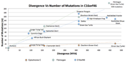 Divergence vs Number of Mutations in C16orf46.png