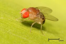 Drosophila lanaiensis (fruit fly)