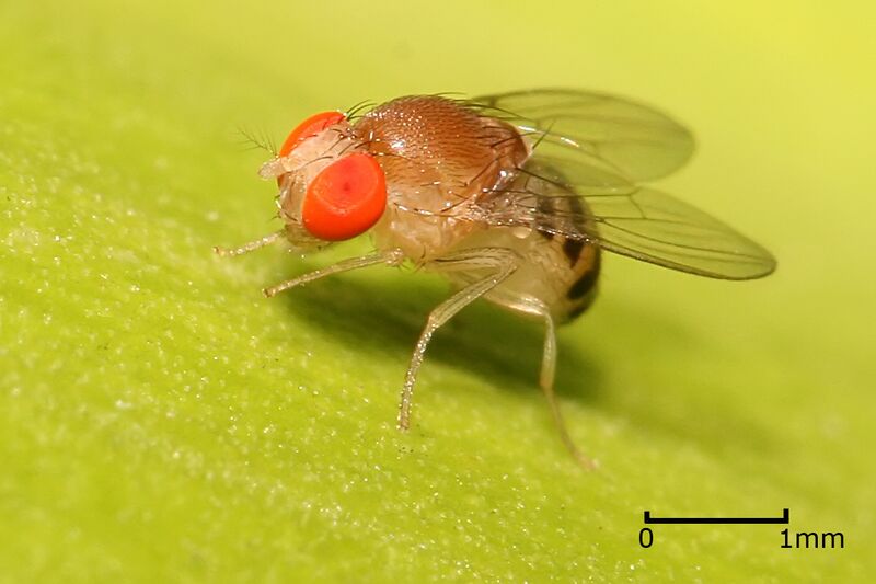 File:Drosophila.jpg