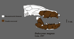 Dukecynus magnus fossil.svg