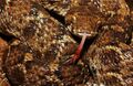 Echis carinatus(Saw Scaled Viper) Phansad.jpg