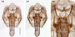 Ectoedemia albida male genitalia.JPG