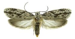 Ethmia turnerorum.jpg