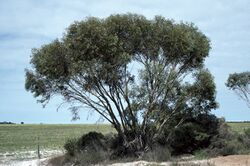 Eucalyptus micranthera.jpg