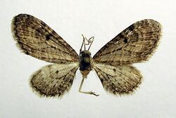 Eupithecia denotata.jpg