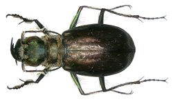 Eurymorpha cyanipes Hope, 1838 (3102494980).jpg