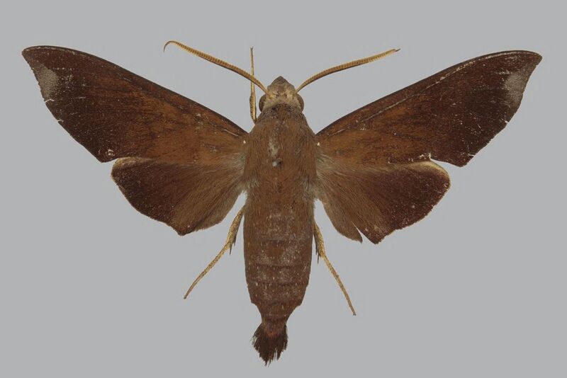 File:Eurypteryx geoffreyi BMNHE813361 male up.jpg