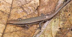 Eutropis cumingi from mid-elevation, Mt. Cagua - ZooKeys-266-001-g057.jpg