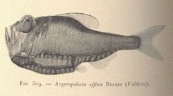 FMIB 53392 Argyropelecus alfinis Brauer (Valdivia).jpeg