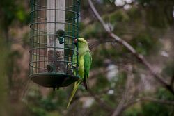 Feral Ring-necked Parakeet.jpg