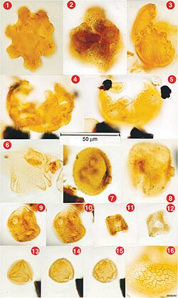 Fischeripollis pollen.jpg