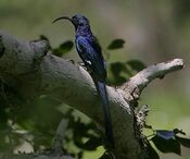 Flickr - Rainbirder - Common Scimitarbill (Rhinopomastus cyanomelas).jpg