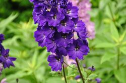 Flowers in Brodsworth Hall gardens (9314).jpg