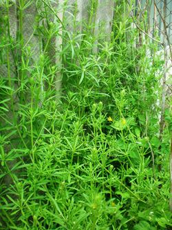 Galium aparine001.JPG