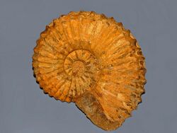Gasteropods - Ammonites - Calycoceras (Newboldiceras) spinosa.JPG