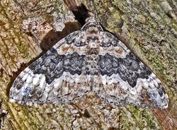 Geometridae - Epirrhoe galiata.jpg