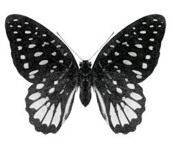 Graphium meeki 1901.jpg