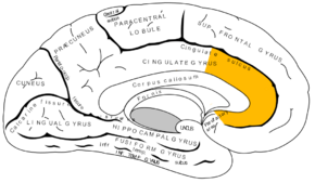 Gray727 anterior cingulate cortex.png