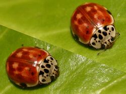 Harmonia quadripunctata01.jpg