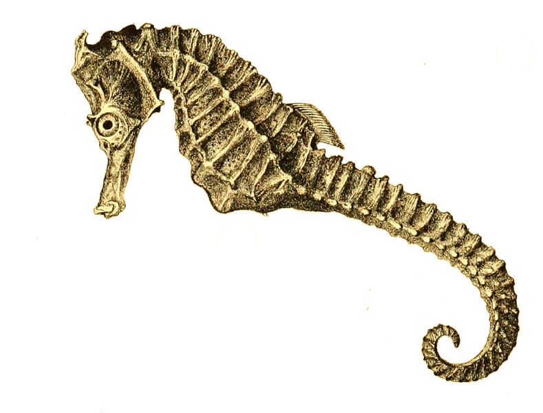 File:Hippocampus guttulatus Achilles 174.jpg