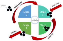 Horizontal transmission symbiont.png