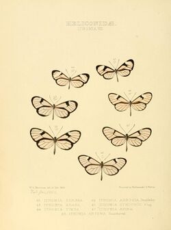 Illustrations of new species of exotic butterflies Ithomia VIII.jpg