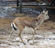 Brown and white bovid