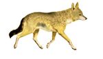 La vita degli animali descrizione generale del regno animale di A. E. Brehm Mammiferi (1872) Canis aureus indicus mod.jpg
