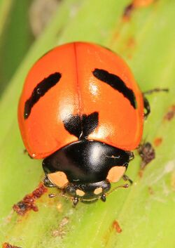 Lady Beetle - Coccinella monticola, Plumas County, California.jpg
