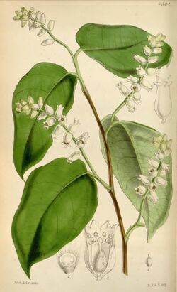 Lagetta lintearia - Curtis' 76 (Ser. 3 no. 6) pl. 4502 (1850).jpg