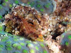 Largemouth triplefin (Ucla xenogrammus) (32423240856).jpg