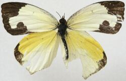 Male Mexican Yellow, Megan McCarty86.jpg