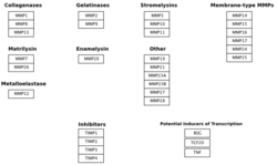 Matrix Metalloproteinases.png