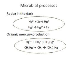 Microbialmercurychemistry.jpg
