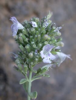 Micromeria fruticosa.JPG