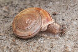 Monadenia troglodytes ssp. troglodytes.jpg