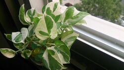 Money Plant (Epipremnum aureum 'N' Joy') 2.jpg