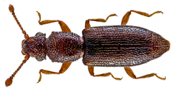 Monotoma longicollis (Gyllenhal, 1827) (14794671943).png