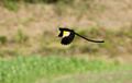 Moutain Marsh Widowbird flying.jpg