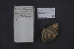 Naturalis Biodiversity Center - RMNH.MOL.132668 - Thais bitubercularis (Lamarck, 1822) - Muricidae - Mollusc shell.jpeg