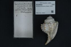 Naturalis Biodiversity Center - RMNH.MOL.193027 - Ranularia encaustica (Reeve, 1844) - Ranellidae - Mollusc shell.jpeg