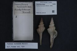Naturalis Biodiversity Center - RMNH.MOL.209149 - Fusinus townsendi (Melvill, 1899) - Fasciolariidae - Mollusc shell.jpeg