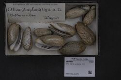 Naturalis Biodiversity Center - RMNH.MOL.212774 - Oliva tigrina Lamarck, 1811 - Olividae - Mollusc shell.jpeg