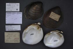 Naturalis Biodiversity Center - ZMA.MOLL.209657 - Fusconaia ebena (Lea, 1831) - Unionidae - Mollusc shell.jpeg