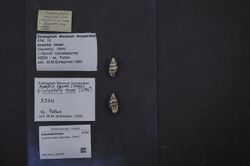 Naturalis Biodiversity Center - ZMA.MOLL.352765 - Anachis miser (Sowerby, 1844) - Columbellidae - Mollusc shell.jpeg