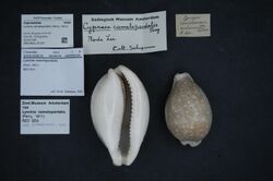 Naturalis Biodiversity Center - ZMA.MOLL.47187 - Lyncina camelopardalis (Perry, 1811) - Cypraeidae - Mollusc shell.jpeg