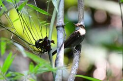 Nicobar jungle Flycatcher.jpg